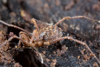 Media type: image;   Invertebrate Zoology 138139